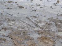 Albums/20060200-New Zealand 2006/20060313-Catlins/26